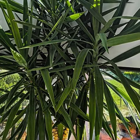 بيت ضيافة Kys House تيشيرغيول