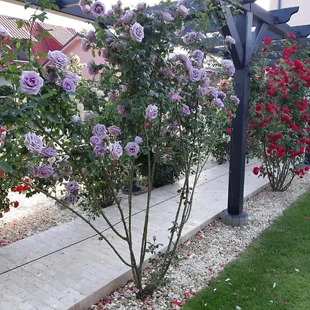 Kys House تيشيرغيول